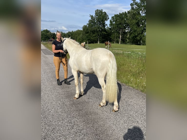 Welsh B Étalon 2 Ans 128 cm Cremello in Str&#xF6;msn&#xE4;sbruk
