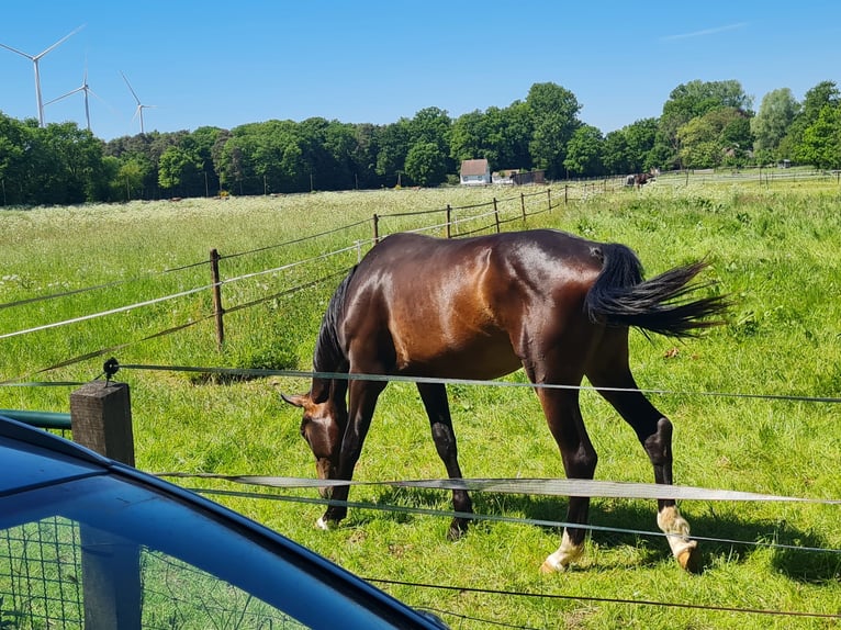 Welsh B Étalon 2 Ans 130 cm Palomino in Ostbevern