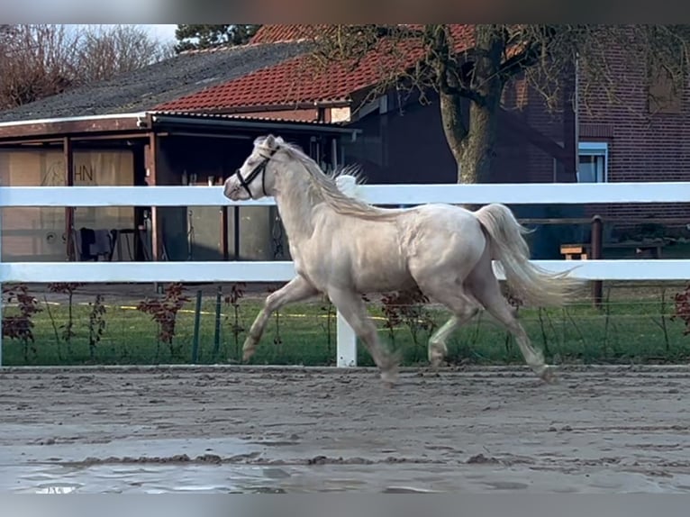 Welsh B Étalon 3 Ans 125 cm Perlino in Heimsen