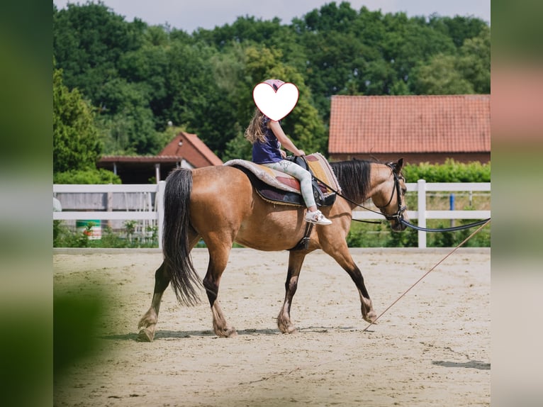 Welsh B Étalon 3 Ans 125 cm Perlino in Heimsen