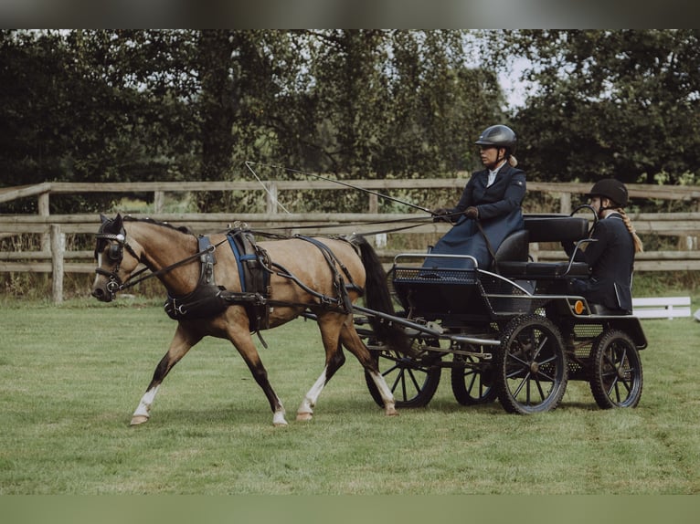 Welsh B Étalon 3 Ans 125 cm Perlino in Heimsen