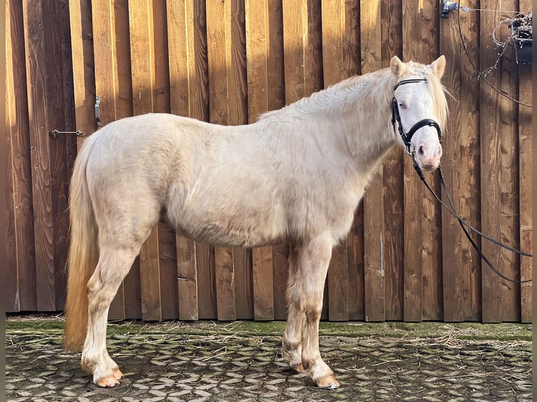 Welsh B Étalon 3 Ans 125 cm Perlino in Heimsen