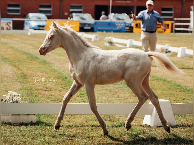 Welsh B Étalon 3 Ans 125 cm Perlino in Heimsen