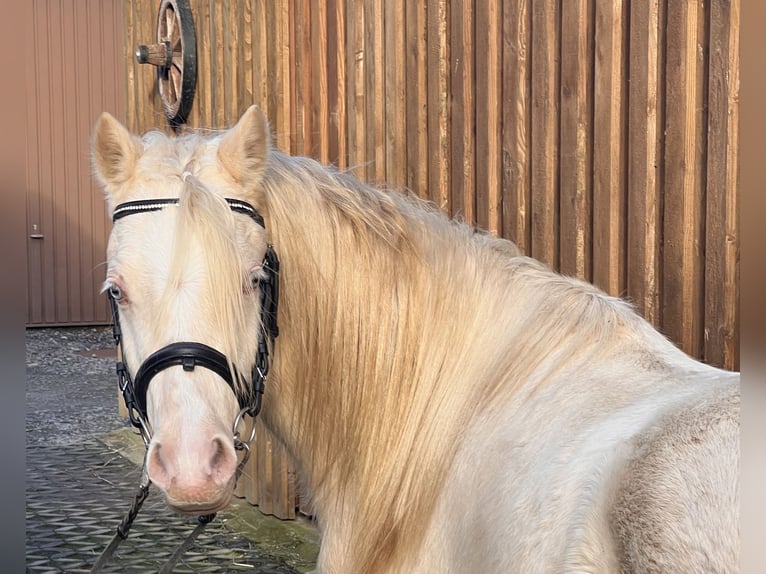 Welsh B Étalon 3 Ans 125 cm Perlino in Heimsen