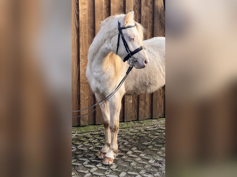 Welsh B Étalon 3 Ans 125 cm Perlino in Heimsen