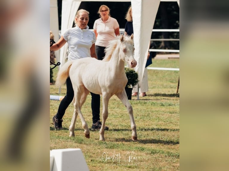 Welsh B Étalon 3 Ans 125 cm Perlino in Heimsen