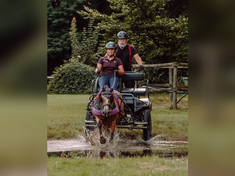 Welsh B Étalon 3 Ans 125 cm Perlino in Heimsen