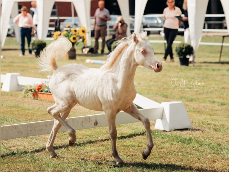 Welsh B Étalon 3 Ans 125 cm Perlino in Heimsen