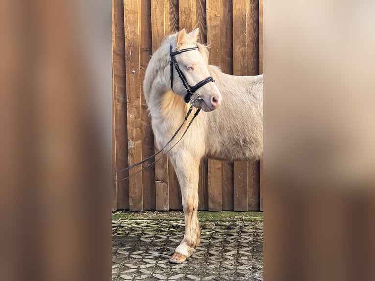 Welsh B Étalon 3 Ans 125 cm Perlino in Heimsen