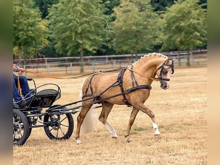 Welsh B Étalon 3 Ans 125 cm Perlino in Heimsen