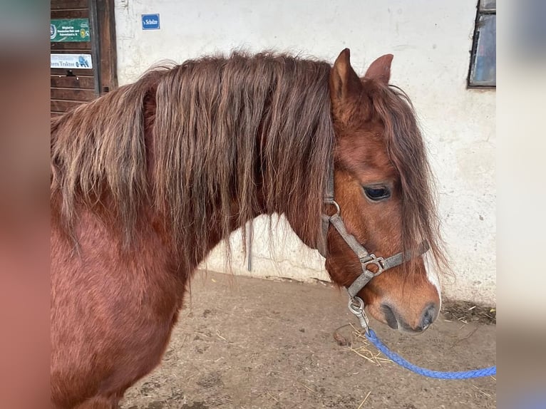 Welsh B Étalon 3 Ans 127 cm Alezan in Dischingen