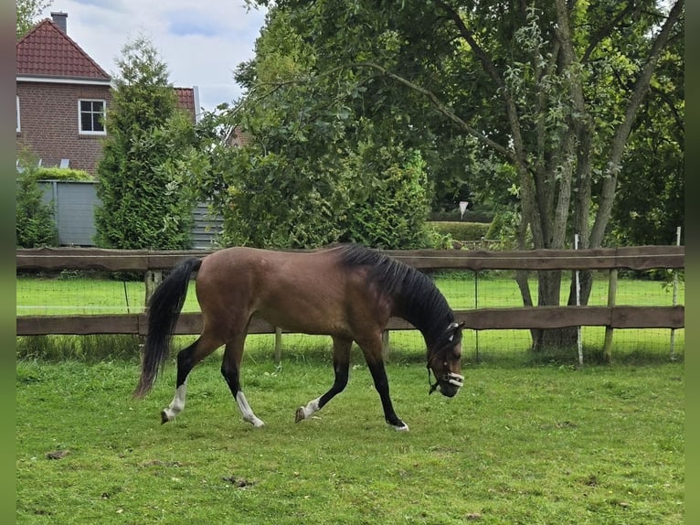 Welsh B Étalon 3 Ans 130 cm Bai in Wittmund