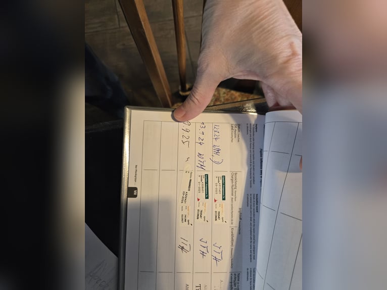 Welsh B Étalon 3 Ans 130 cm Bai in Wittmund