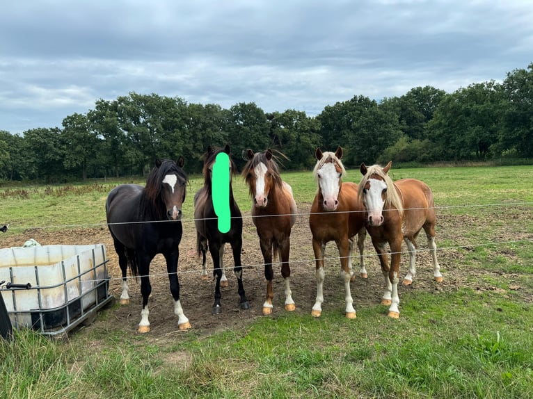 Welsh B Étalon 3 Ans 130 cm in De Mortel