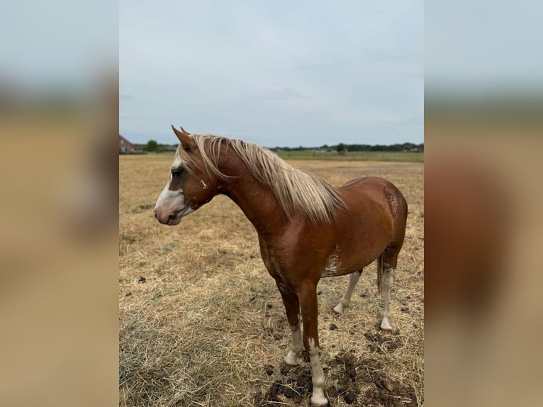 Welsh B Étalon 3 Ans 130 cm in De Mortel