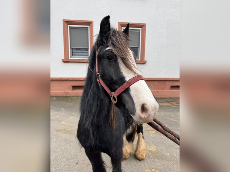 Welsh B Étalon 3 Ans 130 cm Noir in Kleinbundenbach