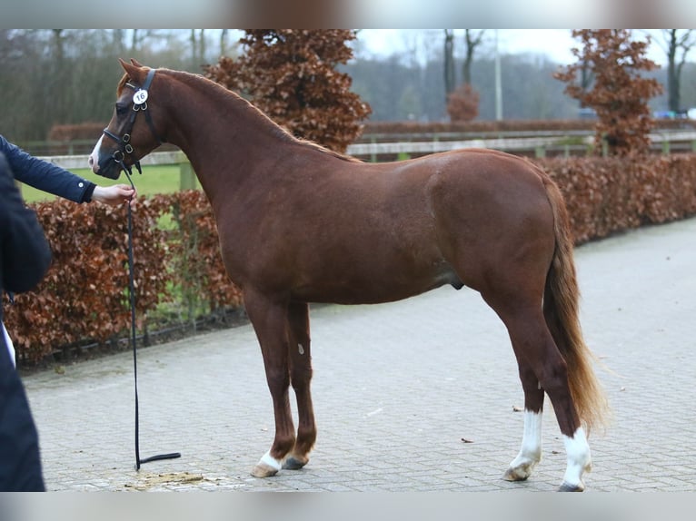 Welsh B Étalon 3 Ans 132 cm Alezan in Waterlandkerkje