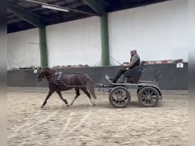 Welsh B Étalon 3 Ans 137 cm Alezan in Wangerland