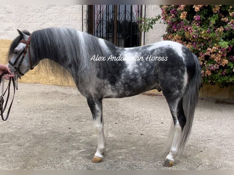 Welsh B Étalon 4 Ans 113 cm Pinto in Sevilla