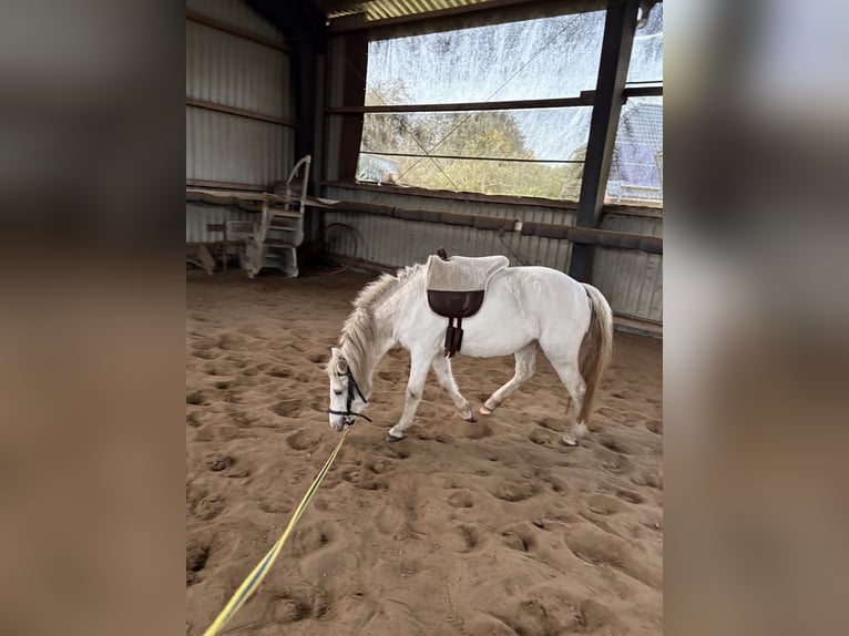 Welsh B Croisé Étalon 4 Ans 120 cm Blanc in Nienborstel