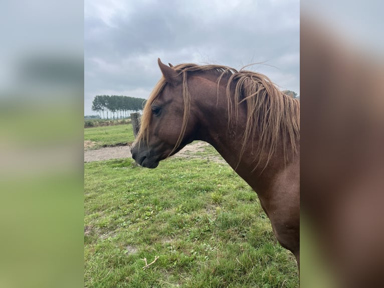 Welsh B Étalon 4 Ans 130 cm Alezan brûlé in Brugge