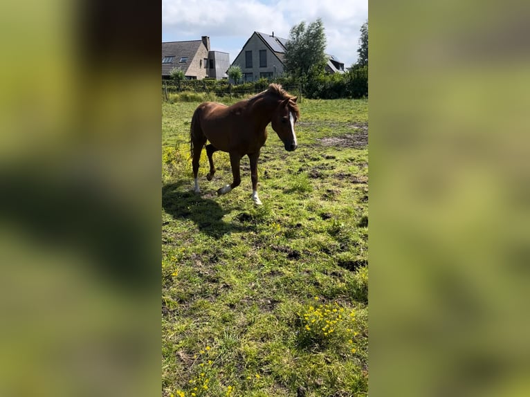 Welsh B Étalon 4 Ans 130 cm Alezan brûlé in Brugge