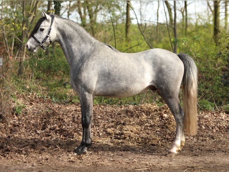 Welsh B Étalon 5 Ans 124 cm Gris in Aalten