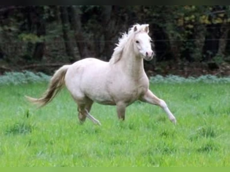 Welsh B Étalon 5 Ans 129 cm Palomino in Neumünster
