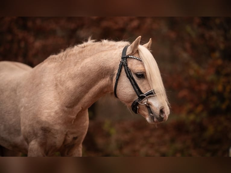 Welsh B Étalon 5 Ans 129 cm Palomino in Neumünster
