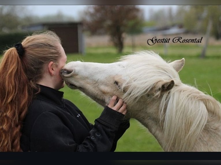 Welsh B Étalon 5 Ans 129 cm Palomino in Neumünster