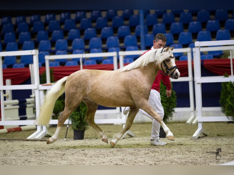 Welsh B Étalon 6 Ans 126 cm Palomino in Wangerland Hohenkirchen