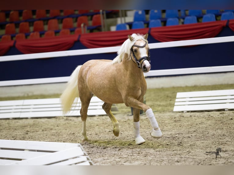 Welsh B Étalon 6 Ans 126 cm Palomino in Wangerland Hohenkirchen