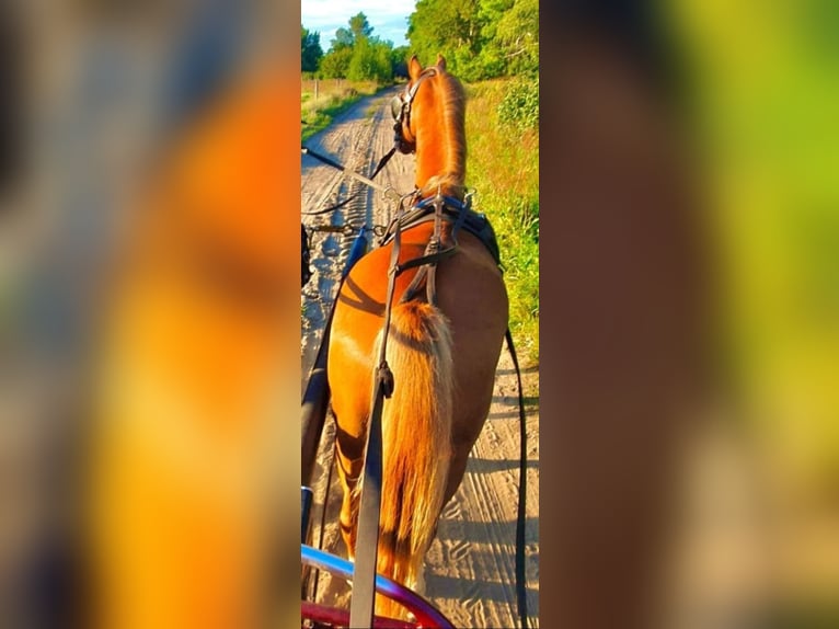 Welsh B Étalon 6 Ans 139 cm Alezan in Berlin