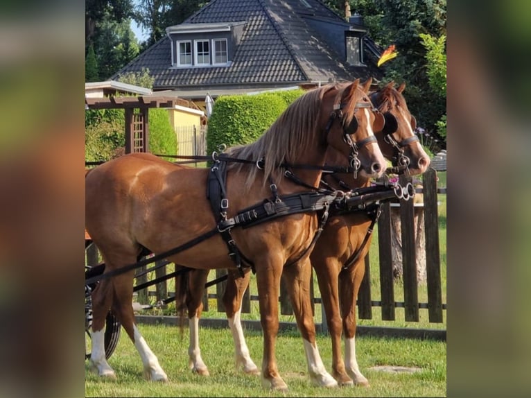 Welsh B Étalon 7 Ans 139 cm Alezan in Berlin