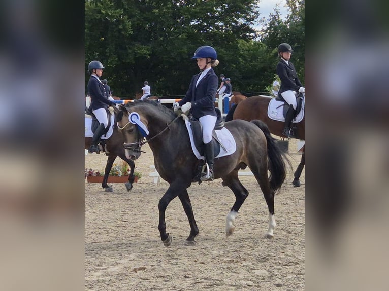 Welsh B Étalon 9 Ans 144 cm Buckskin in Velen