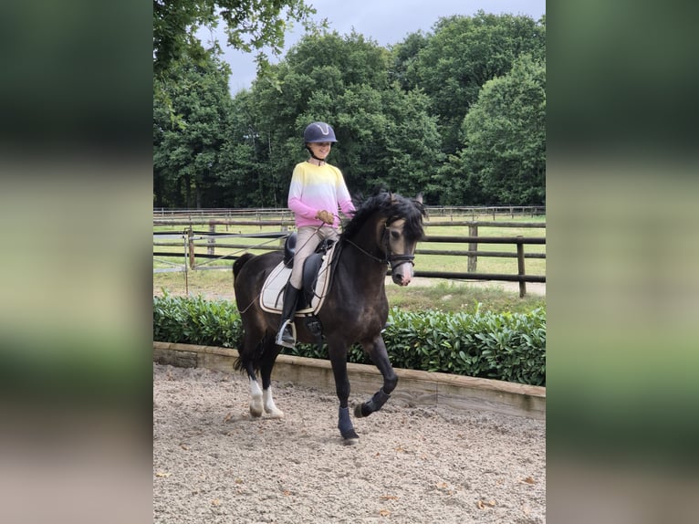 Welsh B Étalon 9 Ans 144 cm Buckskin in Velen