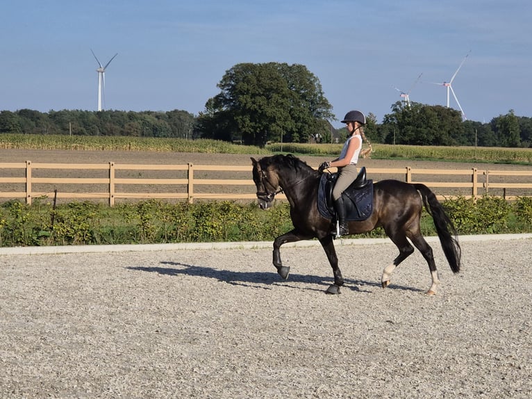 Welsh B Étalon 9 Ans 144 cm Buckskin in Velen