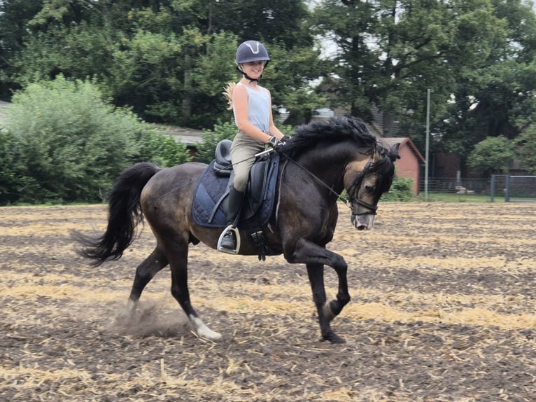 Welsh B Étalon 9 Ans 144 cm Buckskin in Velen