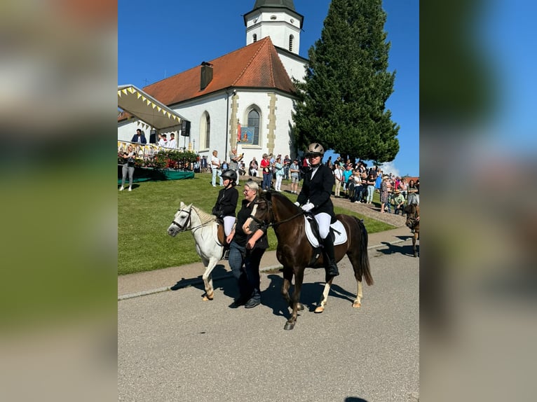 Welsh B Étalon Alezan brûlé in Pfullendorf