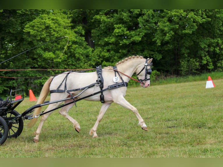 Welsh B Étalon Perlino in Oetzen