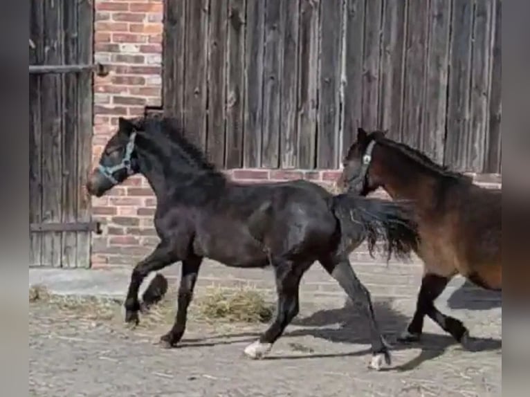 Welsh B Croisé Étalon Poulain (03/2024) 112 cm Bai brun foncé in Florianow