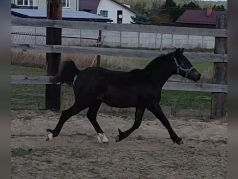 Welsh B Croisé Étalon Poulain (03/2024) 115 cm Bai brun foncé in Florianów