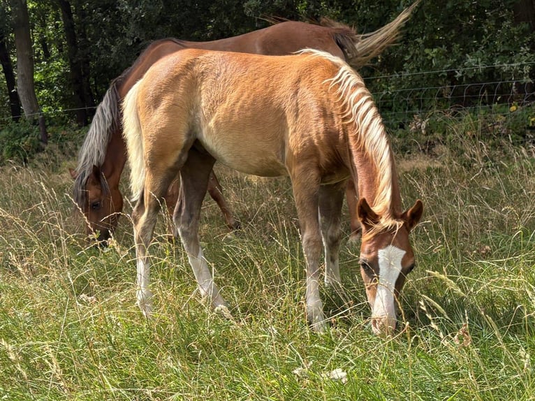 Welsh B Étalon Poulain (04/2026) 130 cm Alezan brûlé in Maashees