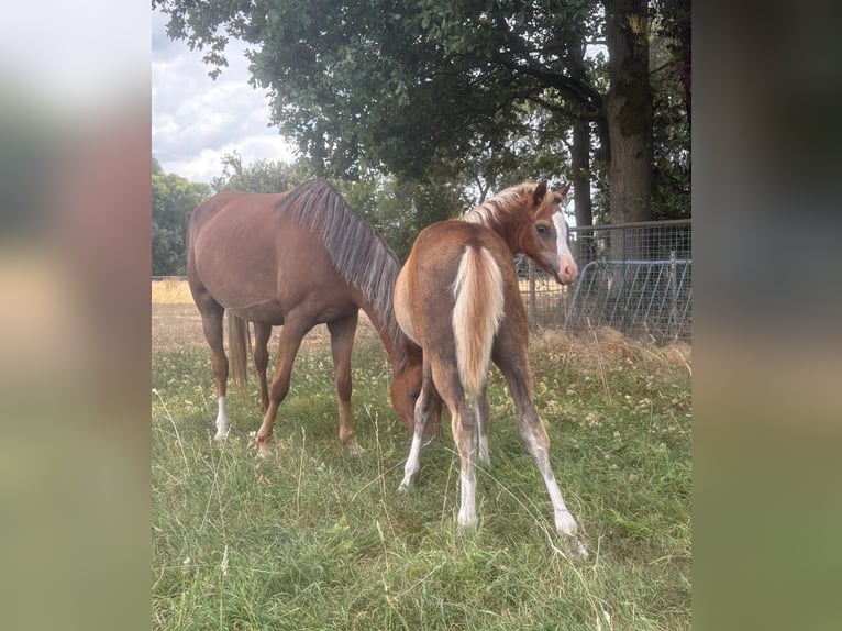 Welsh B Étalon Poulain (04/2026) 130 cm Alezan brûlé in Maashees
