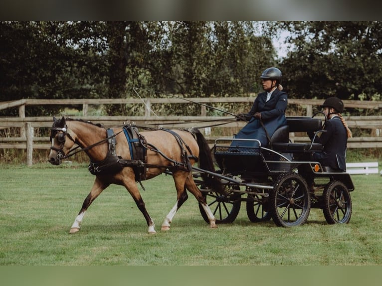 Welsh B Étalon Poulain (05/2025) 132 cm Perlino in Petershagen