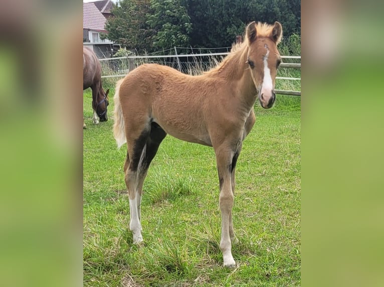 Welsh B Étalon Poulain (06/2025) 135 cm Alezan in Hessen