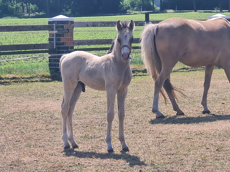 Welsh B Étalon Poulain (04/2025) 135 cm Buckskin in Emstek/Halen