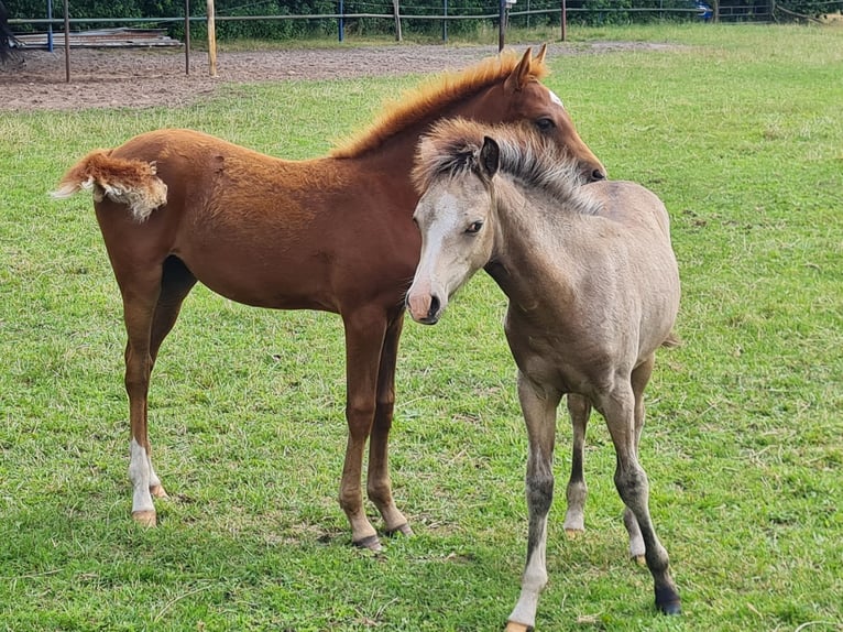 Welsh B Étalon Poulain (04/2025) 135 cm Buckskin in Emstek/Halen