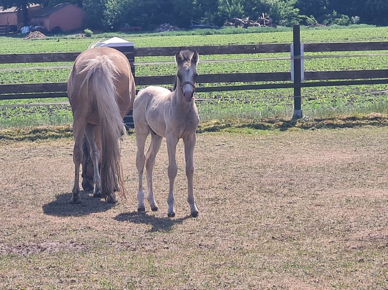 Welsh B Étalon Poulain (04/2025) 135 cm Buckskin in Emstek/Halen