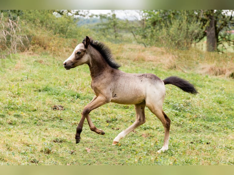 Welsh B Étalon Poulain (01/2024) Gris pommelé in Courchavon